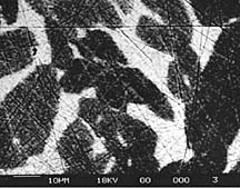 背散射及二次电子测试标样