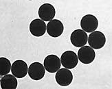TEM和SEM放大倍数测试标样